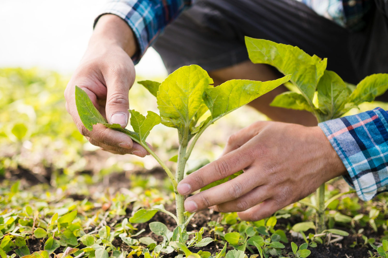Mitigação de risco